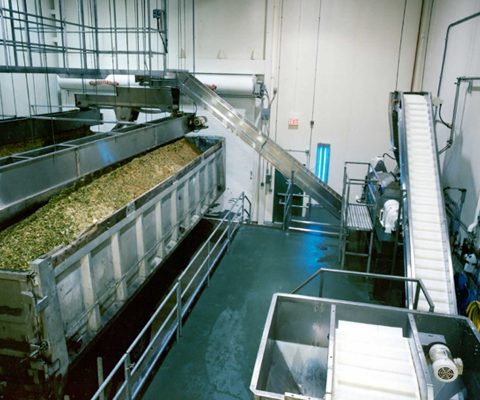 Vegetables being processed at vegetable processing plant